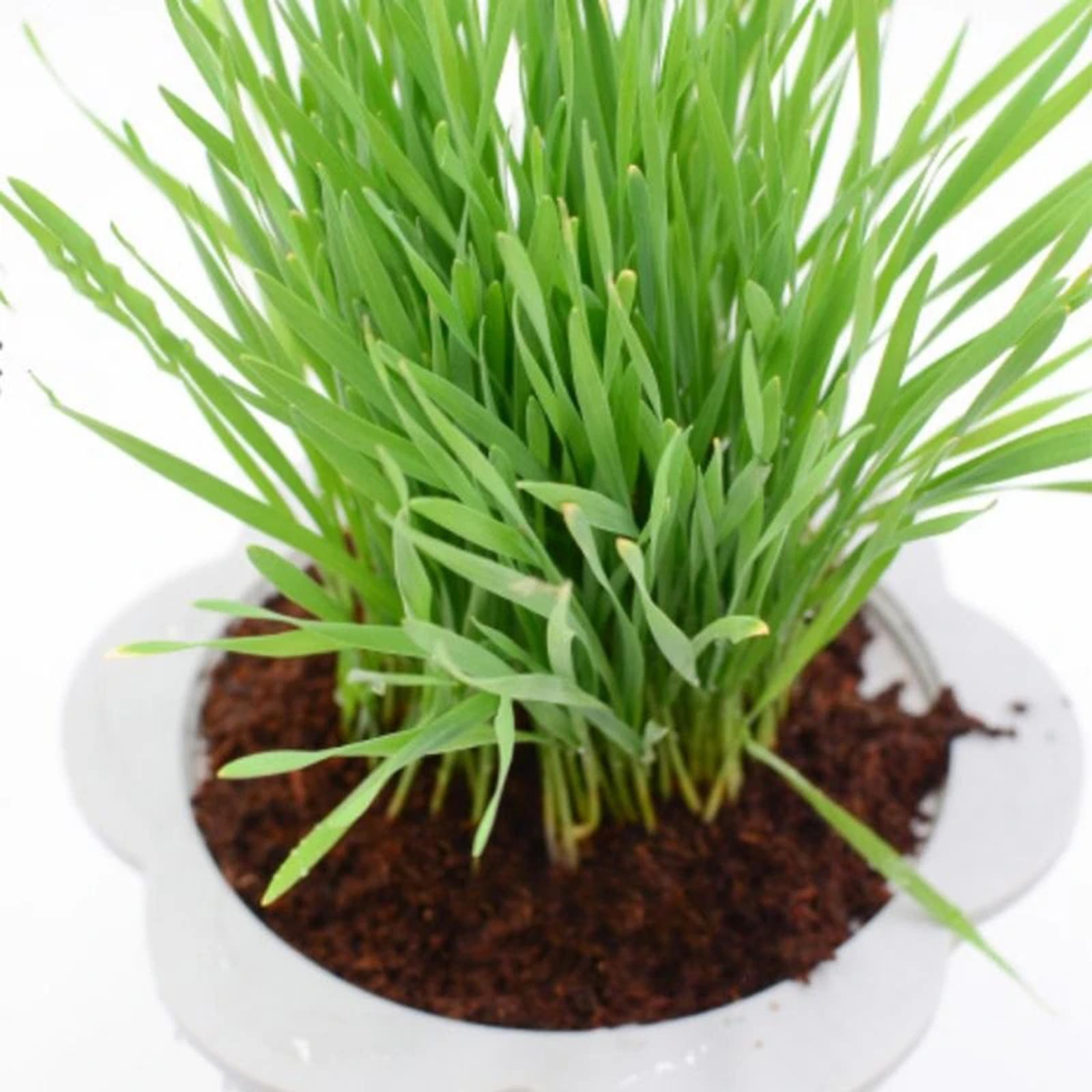 Substrate Coconut Fiber - อิฐใยมะพร้าวอัดแน่น วัสดุปลูกสำหรับสวนและระบบไฮโดรโปนิกส์