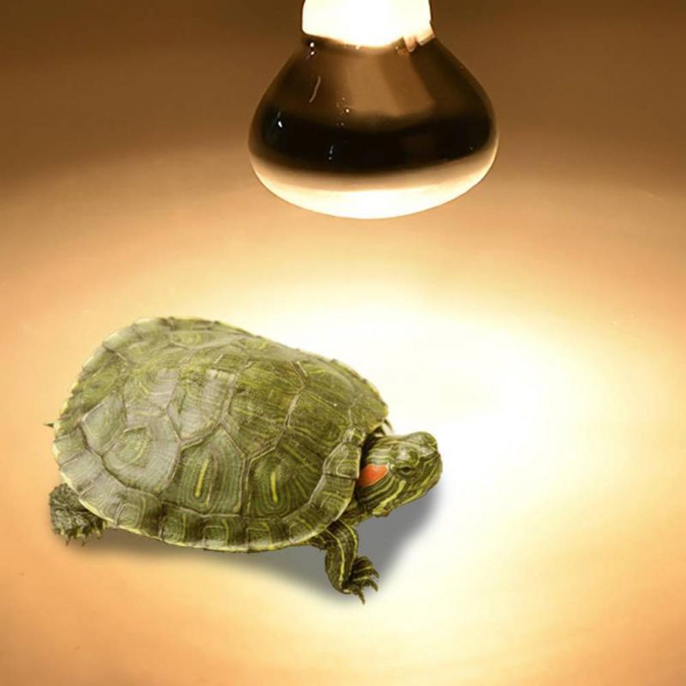 หลอดไฟฮีตเตอร์สำหรับสัตว์เลื้อ - Basking Bulb Halogen บทวิจารณ์และราคา