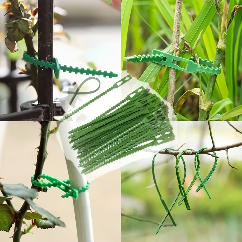 สายรัดต้นไม้แบบปรับได้ 100 ชิ้ - Vine Climbing Plastic บทวิจารณ์และราคา