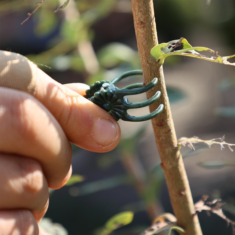 คลิปหนีบต้นไม้ขนาดเล็กสำหรับขา - Vine Climbing Plastic บทวิจารณ์และราคา