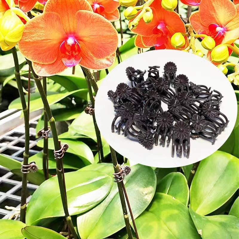 คลิปหนีบต้นไม้ขนาดเล็กสำหรับขา - Vine Climbing Plastic บทวิจารณ์และราคา