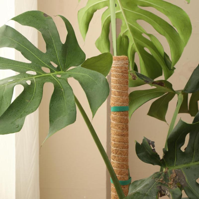 แท่งยึดต้นไม้สำหรับพืชเลื้อย 1 - Vine Climbing Plastic บทวิจารณ์และราคา