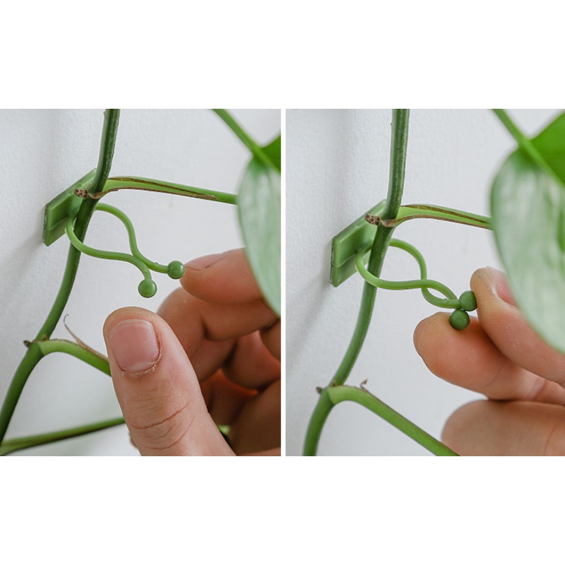 ตะขอแขวนต้นไม้ติดผนัง 10 ชิ้น  - Vine Climbing Plastic บทวิจารณ์และราคา