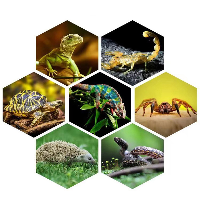 E27 13W/26W สัตว์เลื้อยคลาน Uv - Calcium Powder Reptile บทวิจารณ์และราคา
