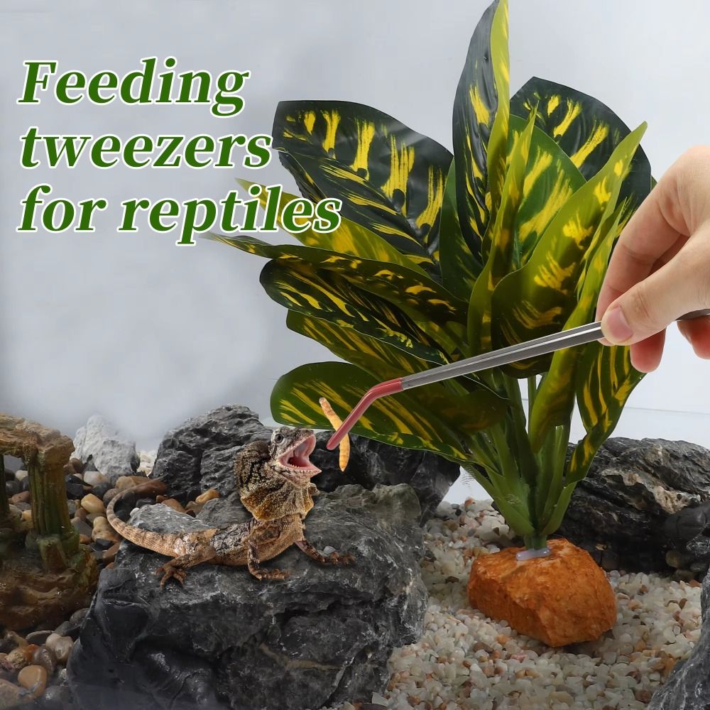 สแตนเลส Aquarium Feeding แหนบห - Feeding Tong Stainless บทวิจารณ์และราคา